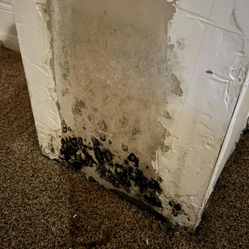 Professional Mold Removal in Commerce, GA